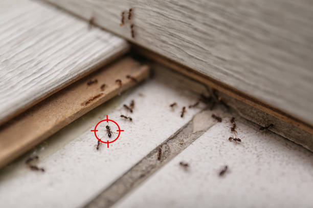 Best Spider Control Near Me  in Lincolnshire, IL
